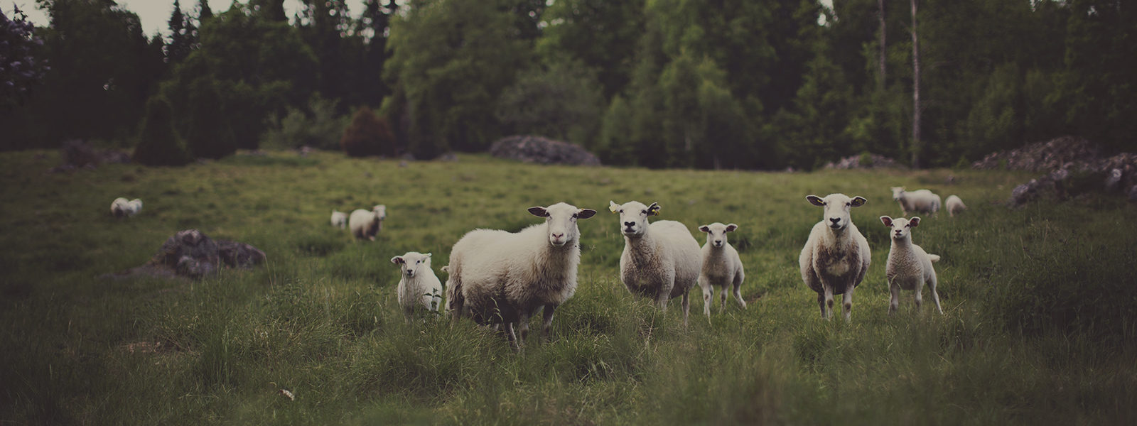 Tigers, Sheep, and Negativity